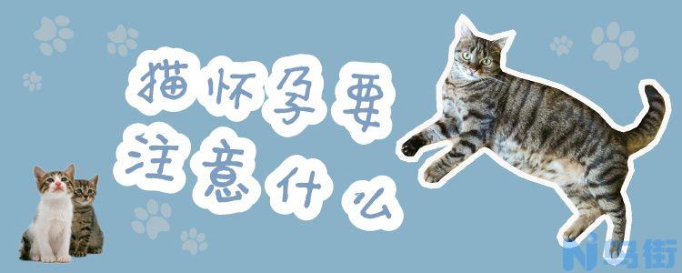 猫怀孕要注意什么？