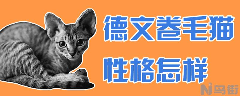 德文卷毛猫性格怎样？