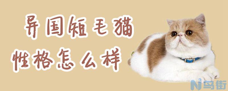 异国短毛猫性格怎么样？