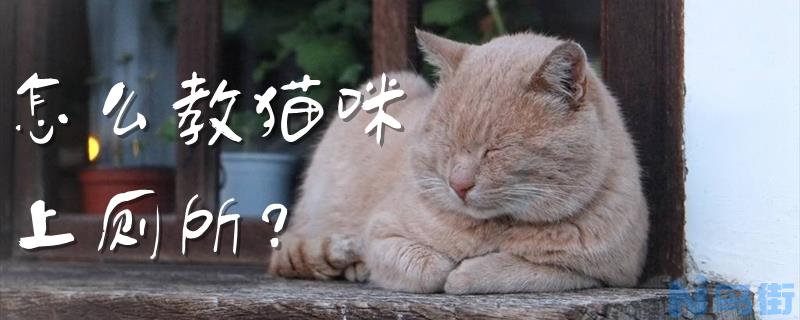 怎么教猫咪上厕所？