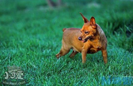 小鹿犬怎么训练跳舞？