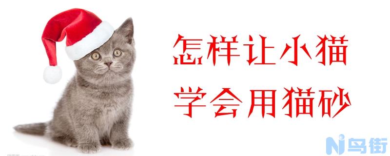 怎样让小猫学会用猫砂？