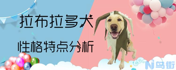 拉布拉多犬性格怎么样？