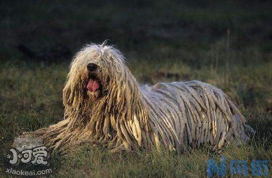 可蒙犬得了犬瘟怎么办？