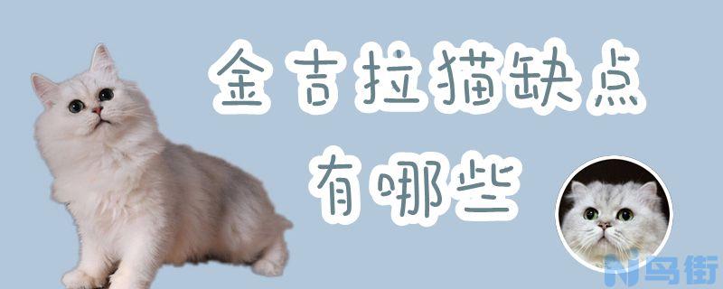 金吉拉猫缺点有哪些？