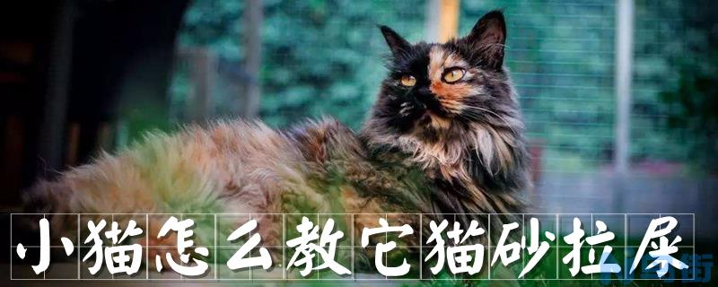 小猫怎么教它猫砂拉屎？