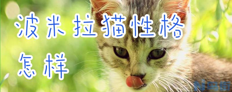 波米拉猫性格怎样？