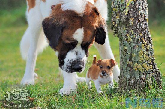 圣伯纳幼犬怎么断奶？