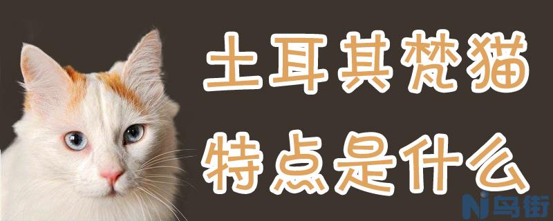 土耳其梵猫特点是什么？