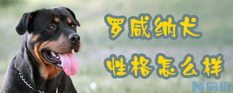 罗威纳犬性格怎么样？