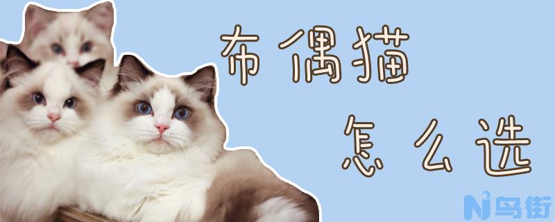 布偶猫怎么选？