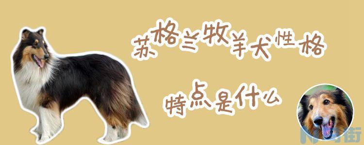 苏格兰牧羊犬性格特点是什么？