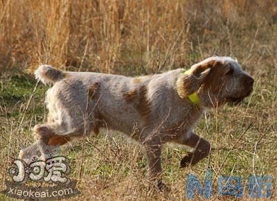 怎么预防史毕诺犬中暑？