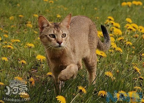 非洲狮子猫会装死吗？