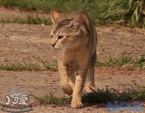 非洲狮子猫脱肛怎么办？