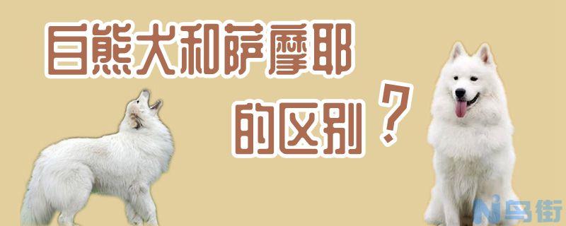 白熊犬和萨摩耶的区别是什么？