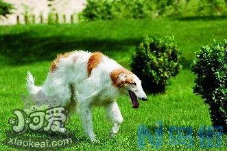 苏俄猎狼犬每天吃多少？