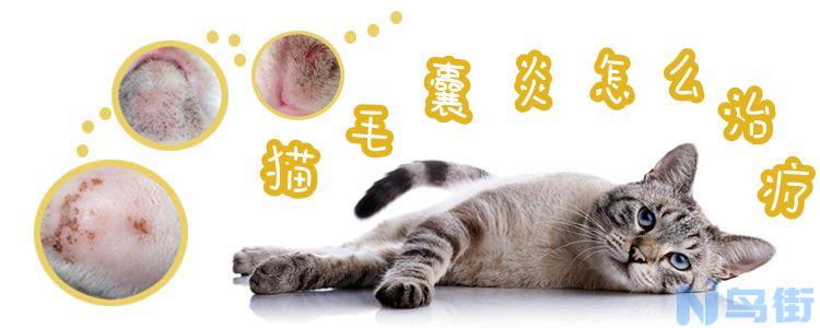 猫毛囊炎怎么治疗？