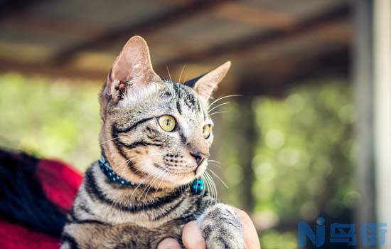 小猫半夜一直叫怎么办？