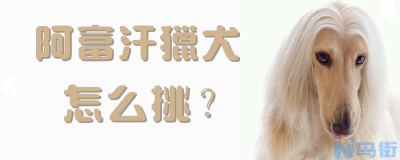 阿富汗猎犬怎么挑？