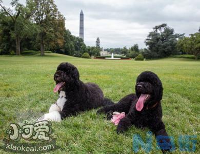 如何训练葡萄牙水犬大小便？