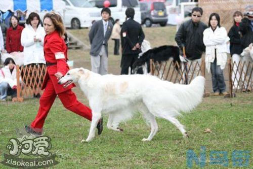 苏俄猎狼犬怎么修剪指甲？