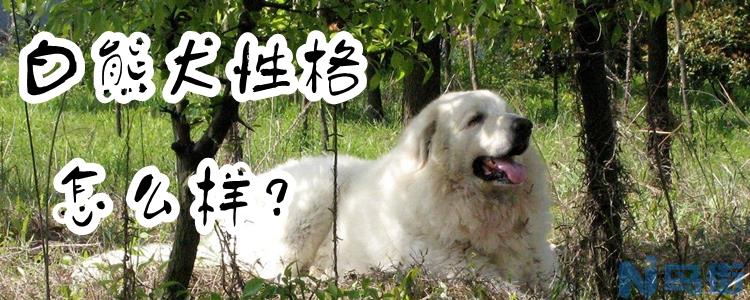 白熊犬性格怎么样？