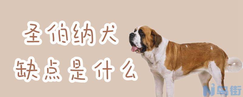 圣伯纳犬缺点是什么？