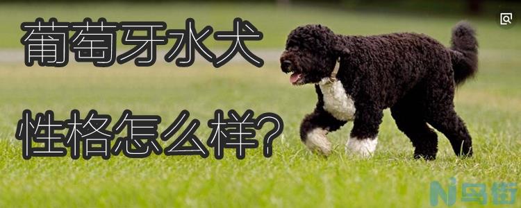 葡萄牙水犬性格怎么样？