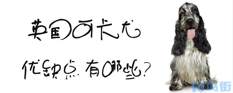 英国可卡犬的优缺点有哪些？