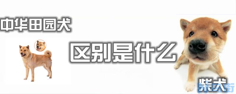 柴犬和中华田园犬的区别是什么？