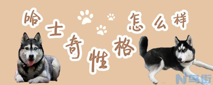 哈士奇犬性格怎么样？