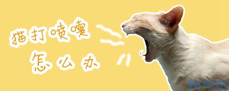 猫打喷嚏怎么办？