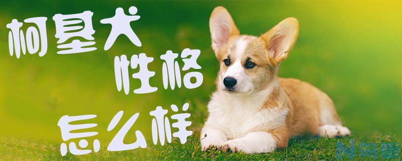 柯基犬性格怎么样？