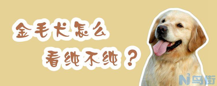 金毛犬怎么看纯不纯？