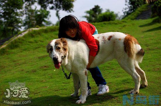 中亚牧羊犬吃什么狗粮好？