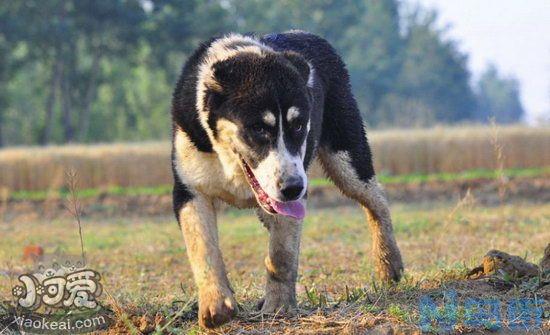 中亚牧羊犬怎么训练？