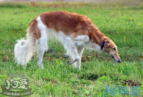 苏俄猎狼犬患皮肤病怎么办？