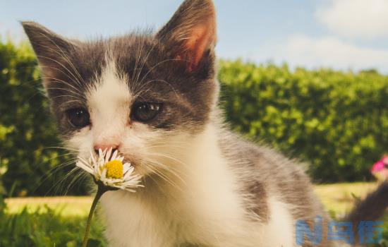 怀孕的猫尿里有血怎么回事？