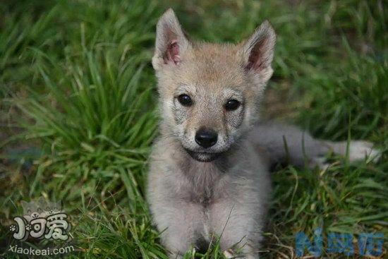 捷克狼犬怎么训练握手？