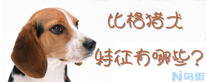 比格猎犬的特征有哪些？