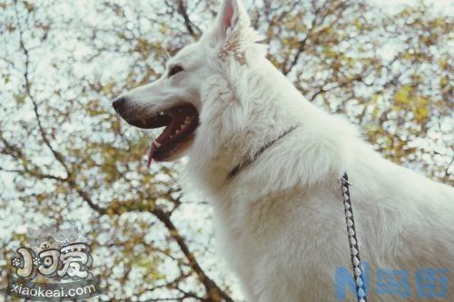 爱斯基摩犬感冒症状有哪些？