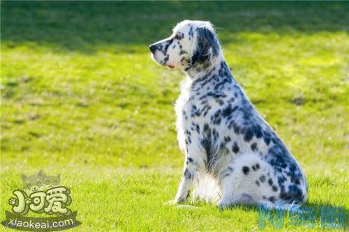 英格兰雪达犬如何洗澡？