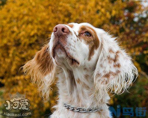 英格兰雪达犬身上有螨虫怎么办？