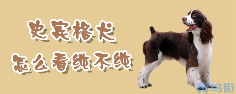 史宾格犬怎么看纯不纯？