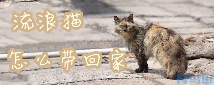 流浪猫怎么带回家？