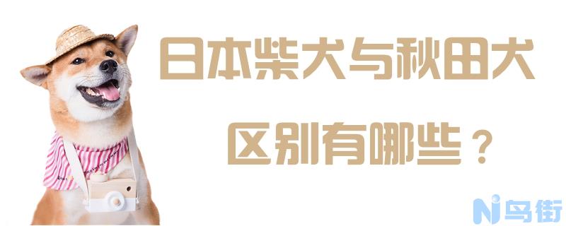 日本柴犬与秋田犬区别有哪些？