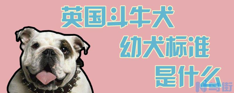 英国斗牛犬幼犬标准是什么？