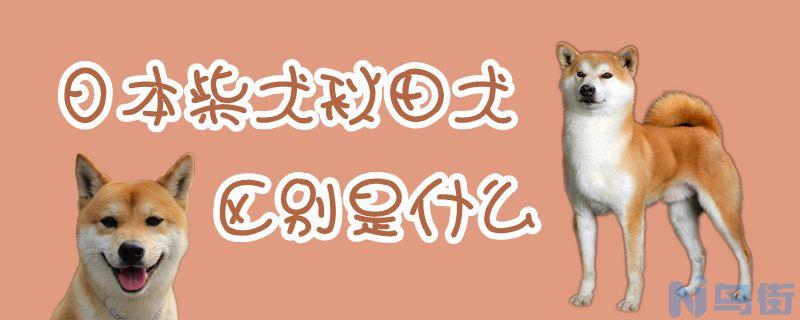 日本柴犬秋田犬区别是什么？