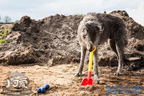 苏格兰猎鹿犬好养吗？